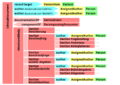 Dermatologisches Konsil document structure.png